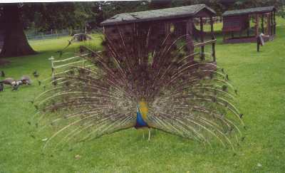 Peacock Newbridge.jpg